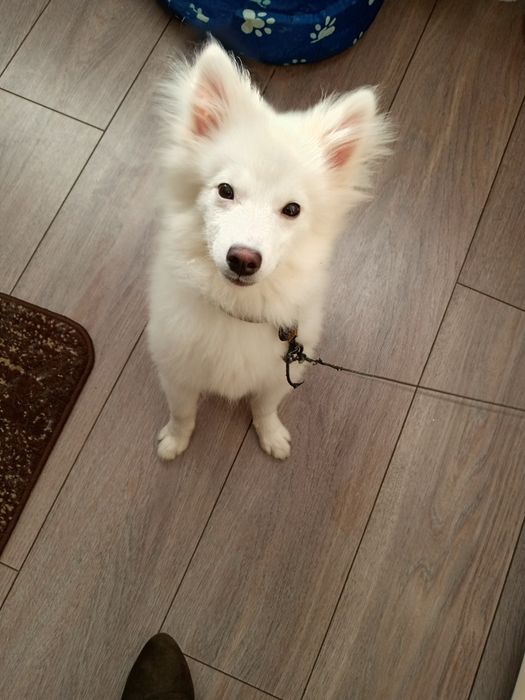 Câine pomerian sptiz japonez