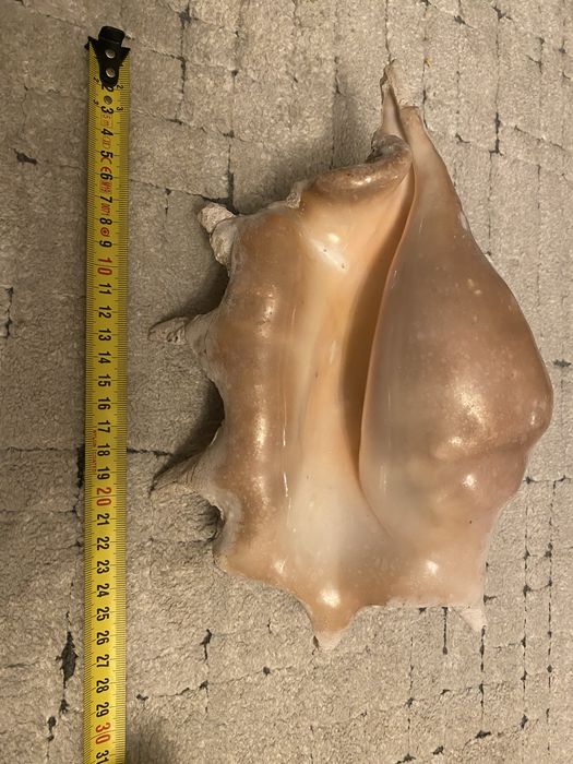 Scoica naturala mare Ocean Indian
