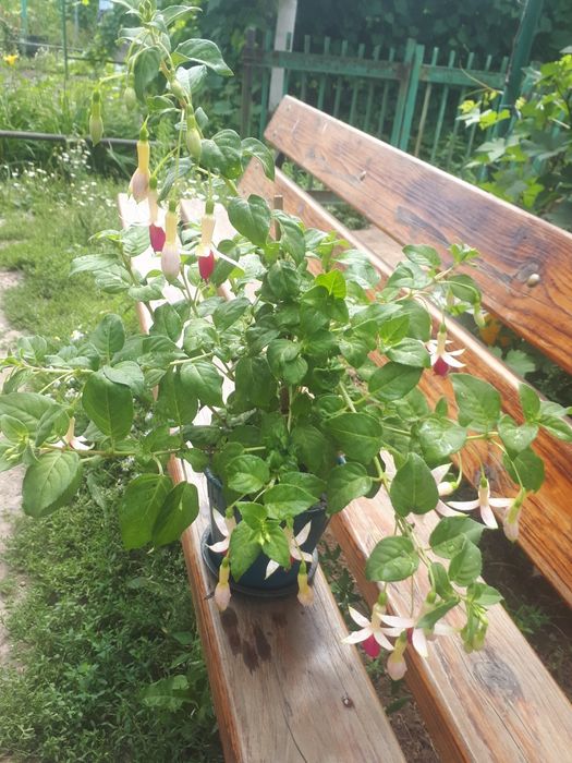 Продам фуксии цветущие