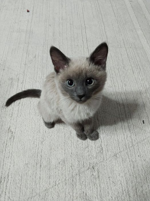 Сиамский котенок