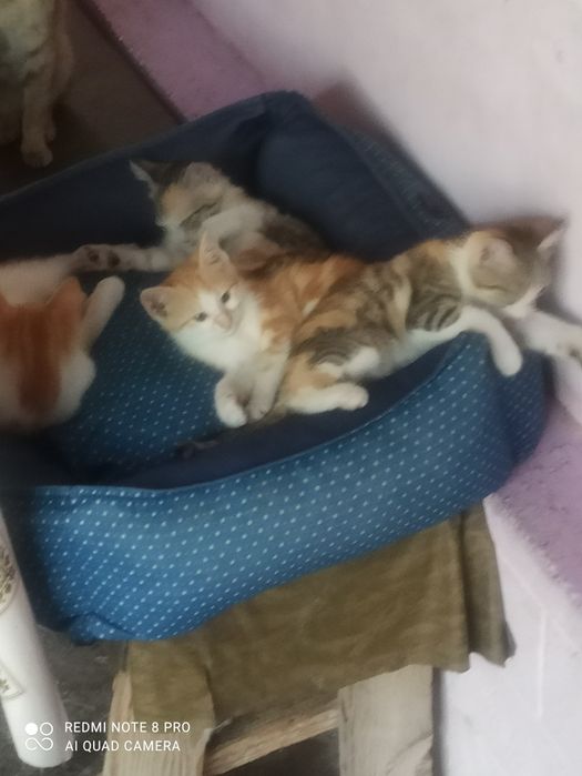 Котята пристраиваются