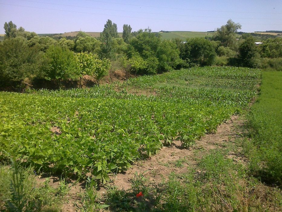 Обработваемо място до реката село Ушинци обл  Разград