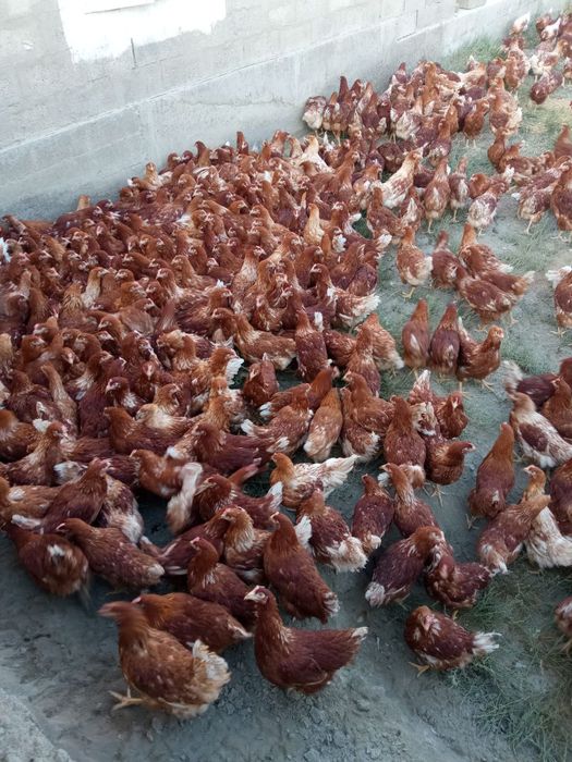 Lomn braun  sotiladi