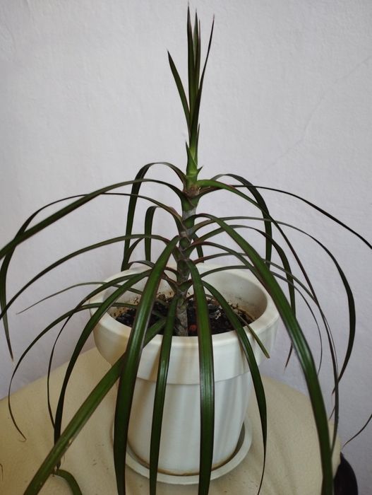 Продам цветы комнатные