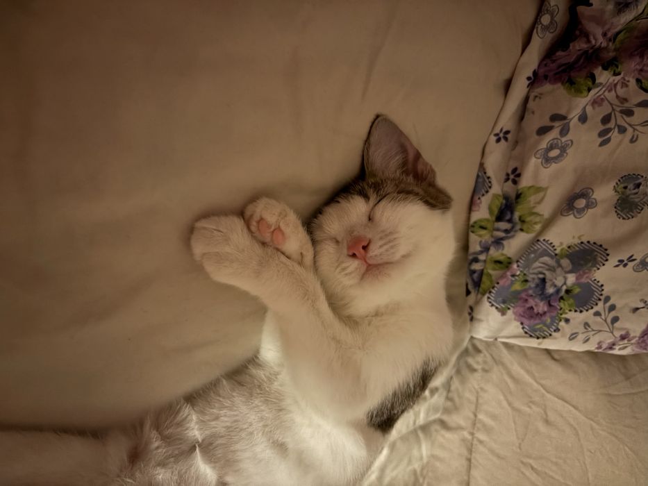 Котенок в хорошие руки!!!
