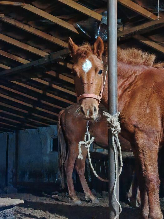 Жеребёнок обученый