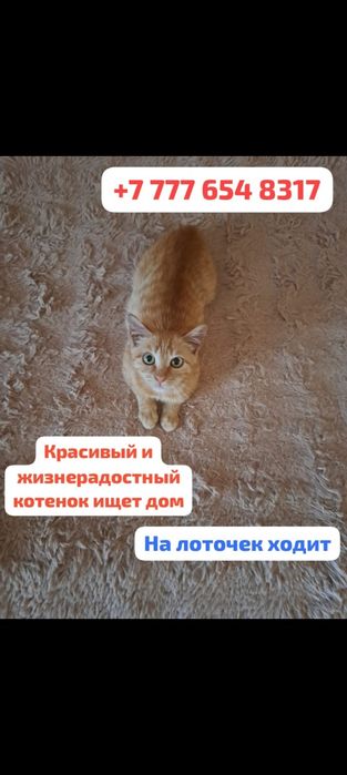Отдам котёнка мальчик