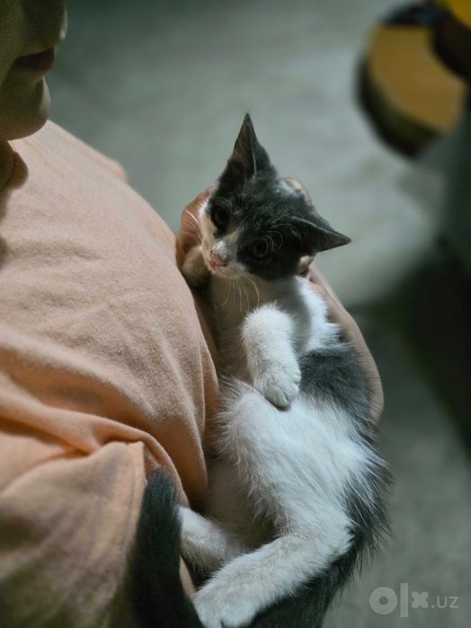 Отдаю даром котят