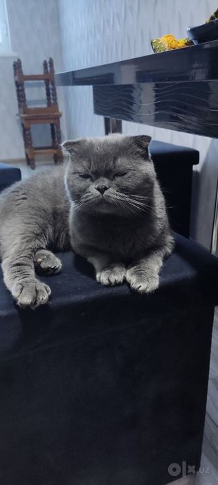 Британский скотиш фолд
