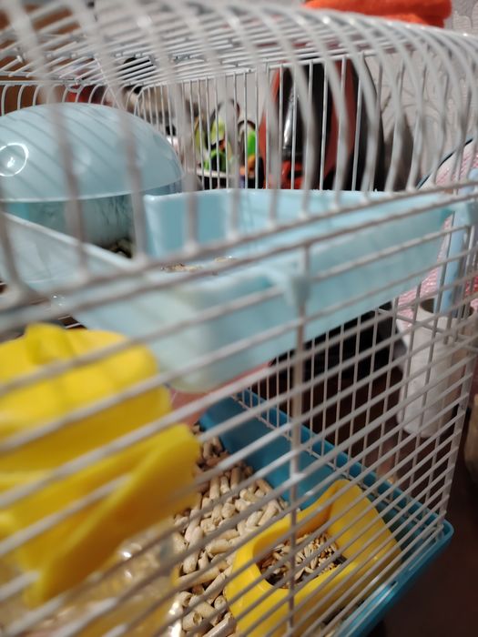 Продам хомячка с клеткой