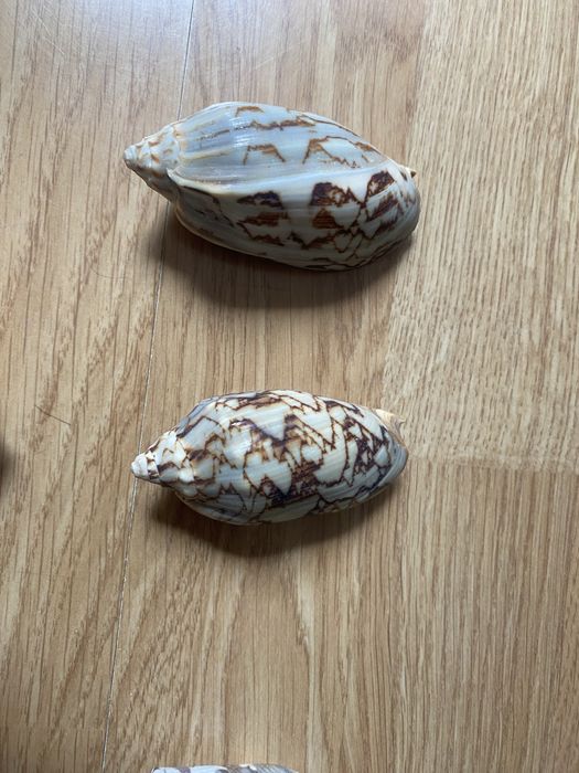 черупки от морски рапани и мидени черупки.