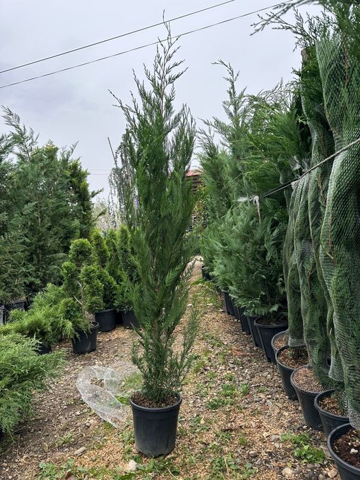 Tuia smaragd, Cireș japonez, brazi argintii, Leylandii gard, Mesteacăn