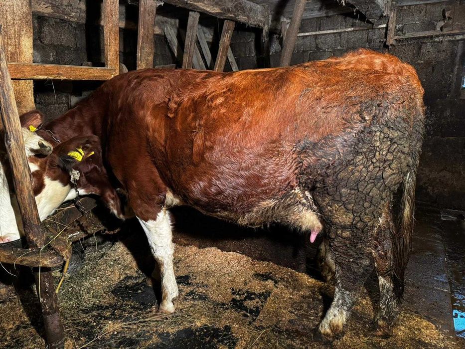 Vaca de vanzare 2 ani