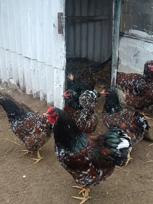 Oua incubat Wyandotte porțelan