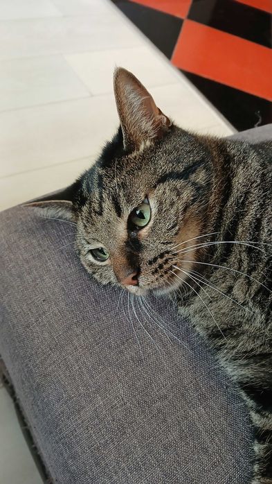 Подарявам коте на име Красен