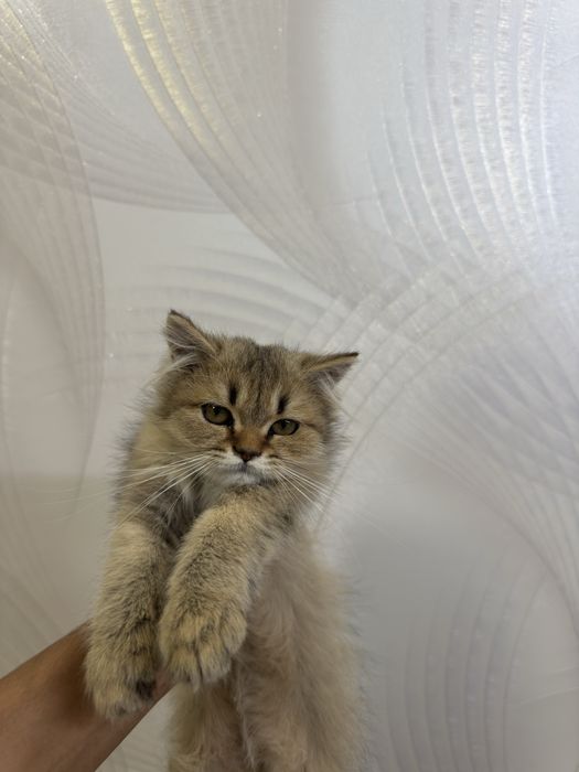 british shorthair