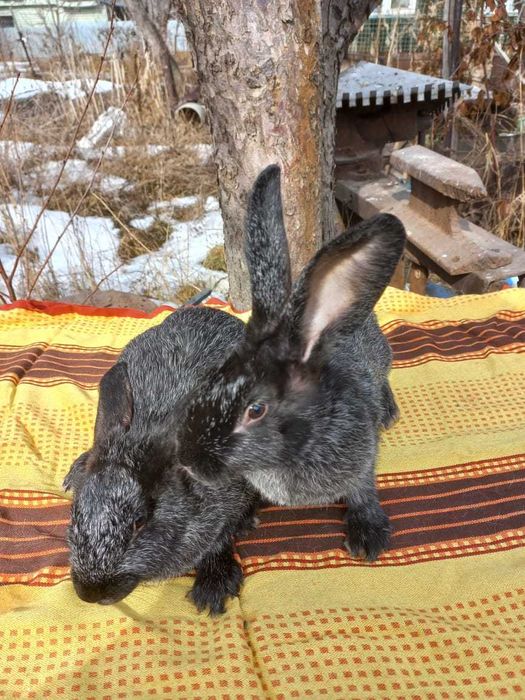 Кролики мясной породы