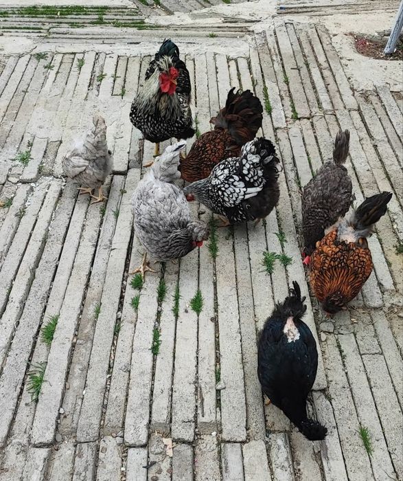 Oua incubat găini moțate barboase golașe frezate