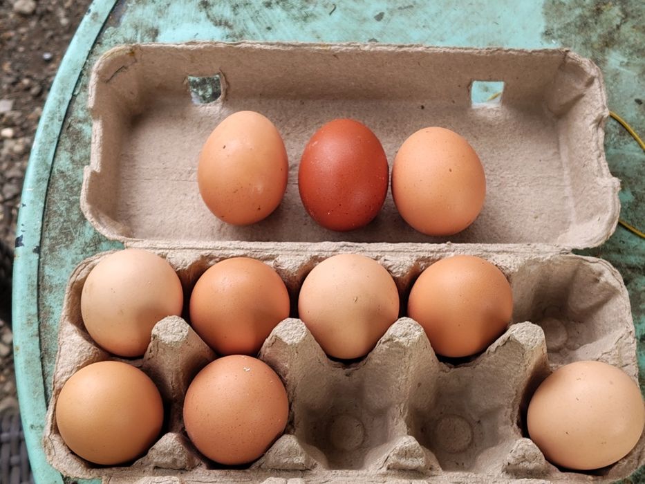 Ouă de consum mari naturale 65-70 Gr/ou