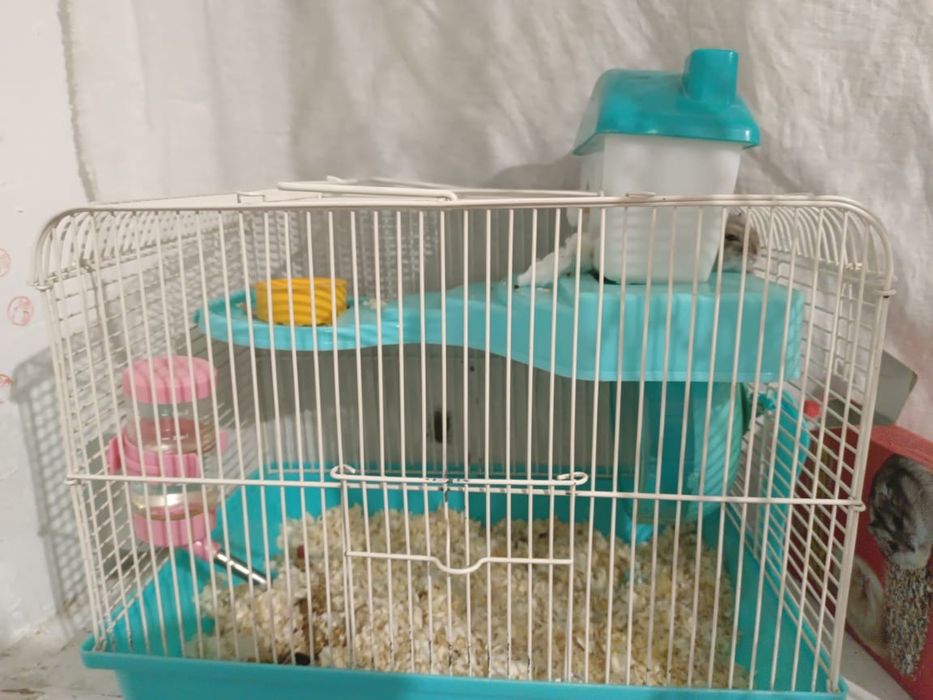 Продам хомяка с клеткой