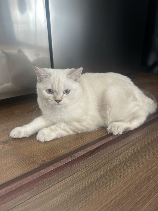 Котенок породистый