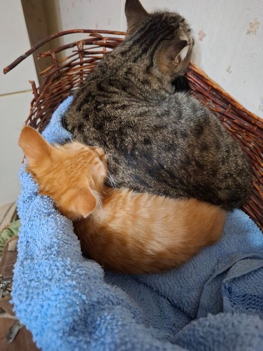Котенок в добрые руки