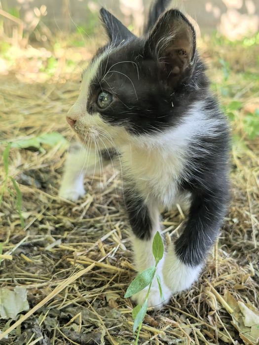 Котята четыре штуки