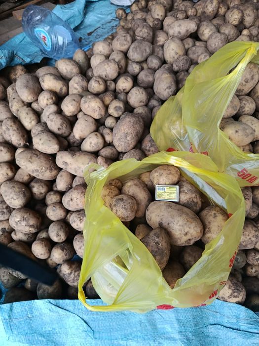 Дачная картошка.