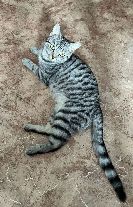 отдам котенка в добрые руки