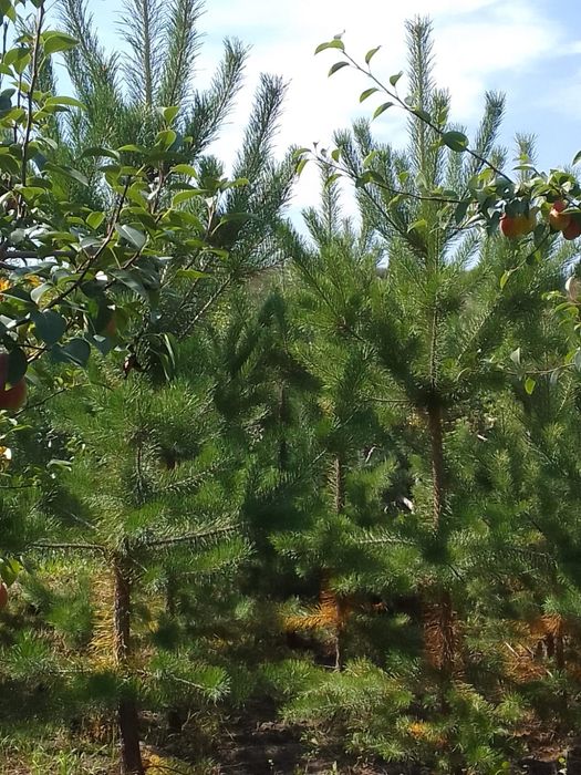 Продам сосны от двух до трёх метров