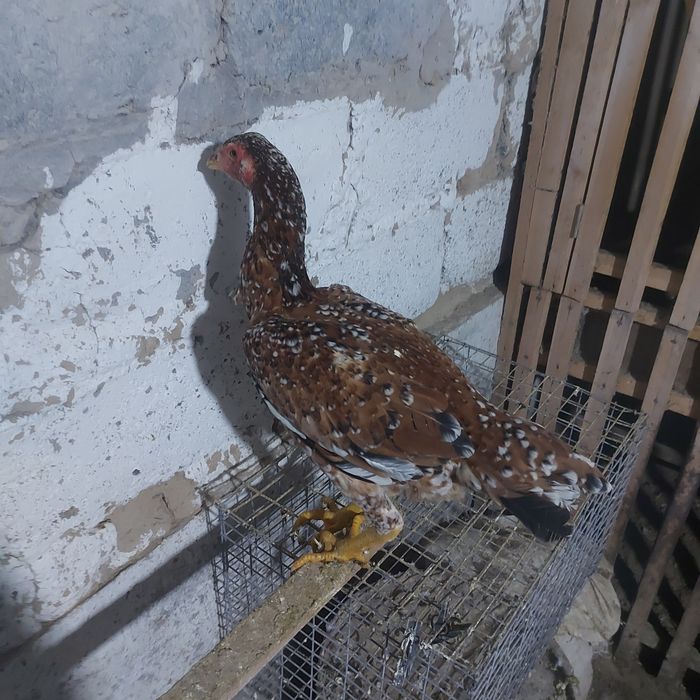 Корейц китай джужа майски несутся