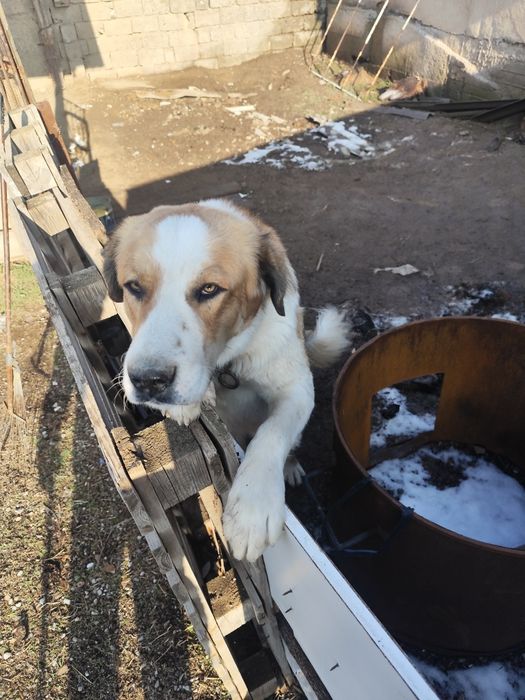 Собакен. По кличке Боран.