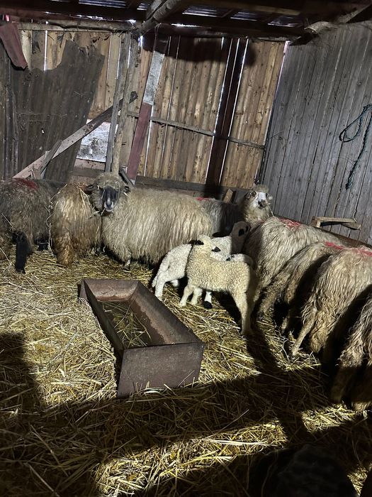 Vand oi cu tot cu miei