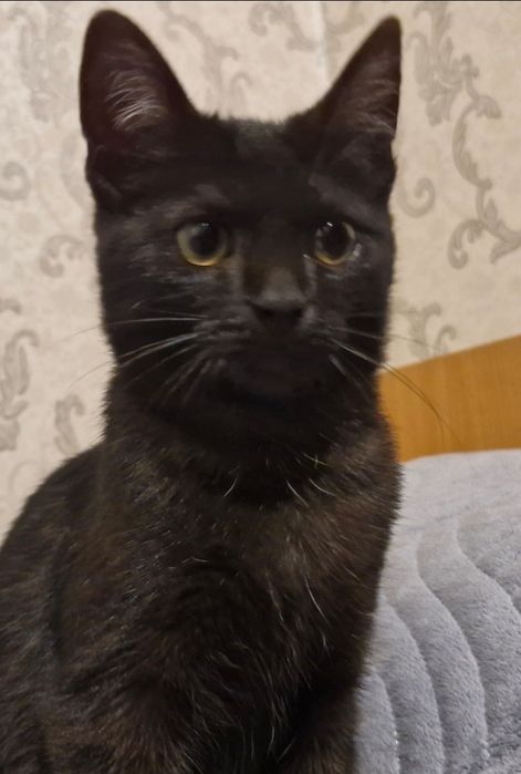 Котёнок. Девочка. Умничка.