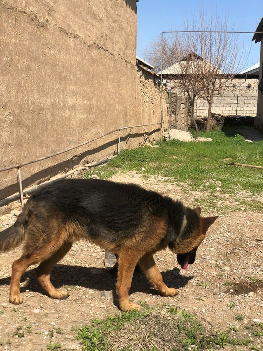 Авчарка сатылады