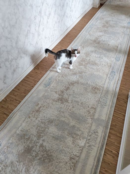Отдам даром  кошечку