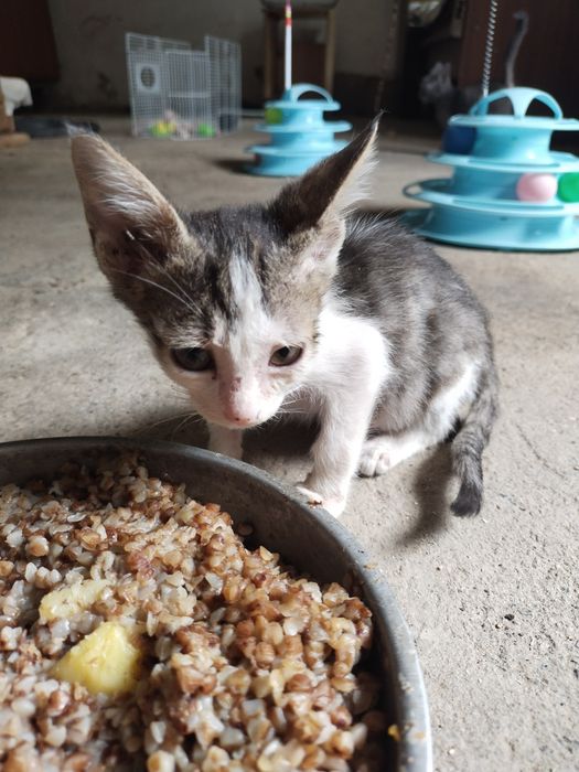 Котята в хорошие руки