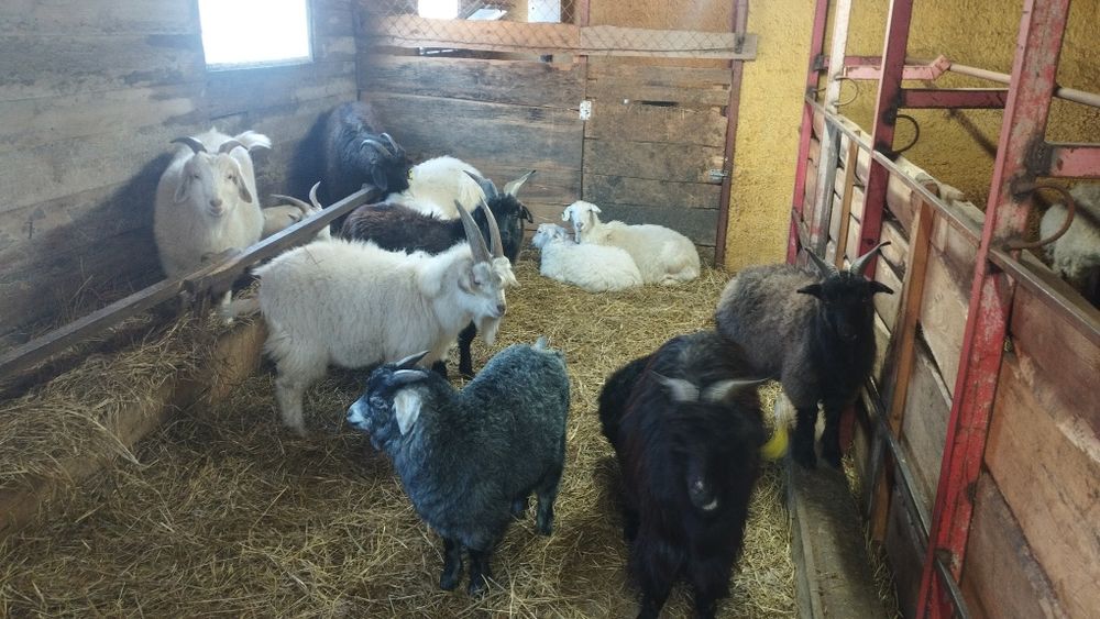 10 ешкі сатылады