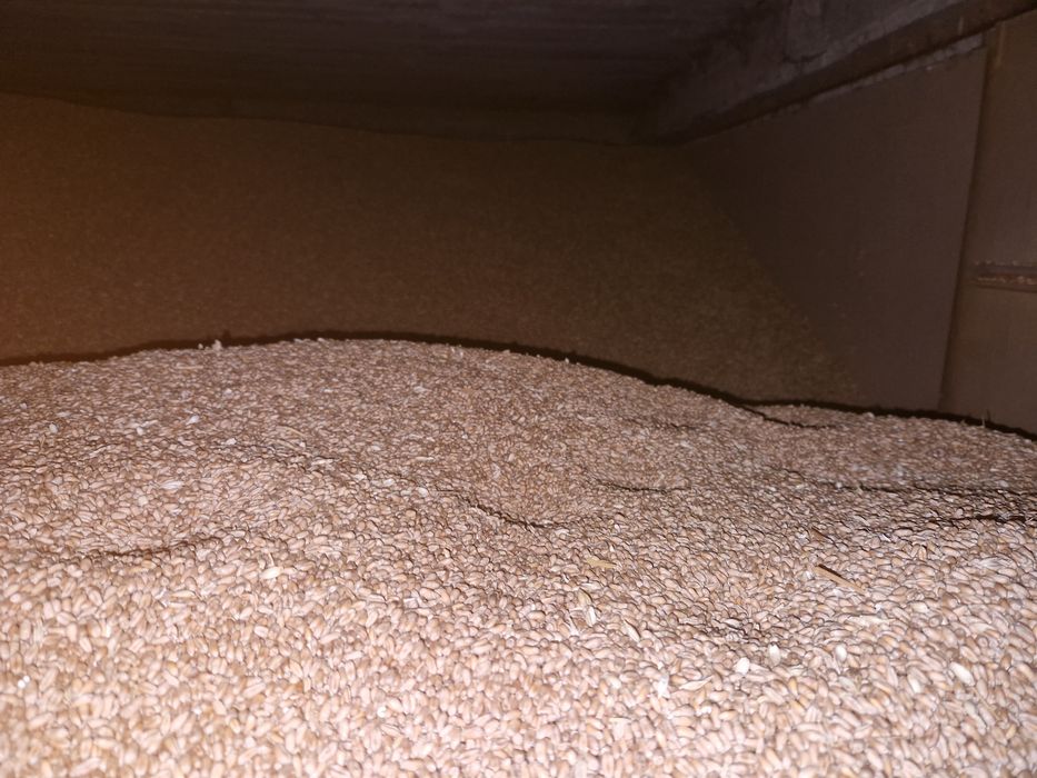 Vand grau panificabil