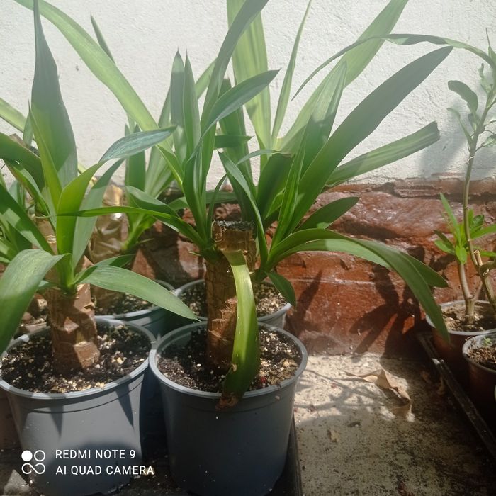 Yuca plantă ornamentală