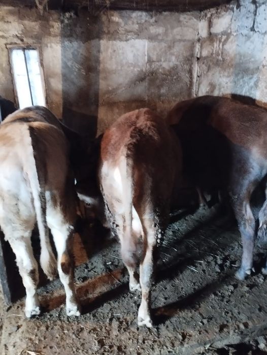 Продаются телки 1.5 годовалые