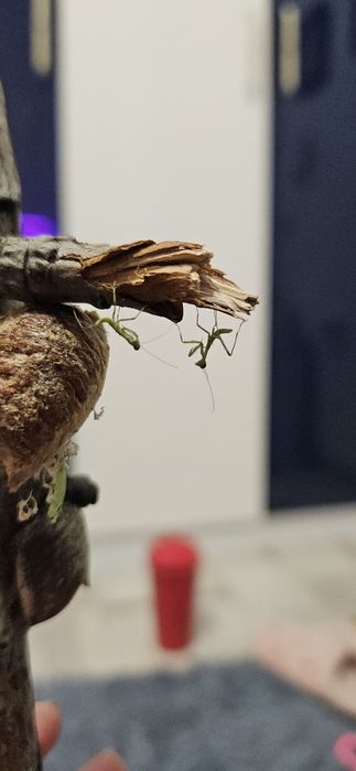 Богомолы древесные