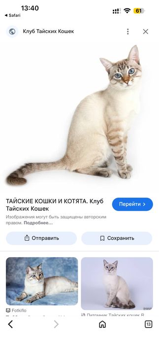 Котенок тайская табби-поинт