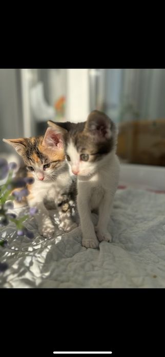 Котята ищут дом!!!