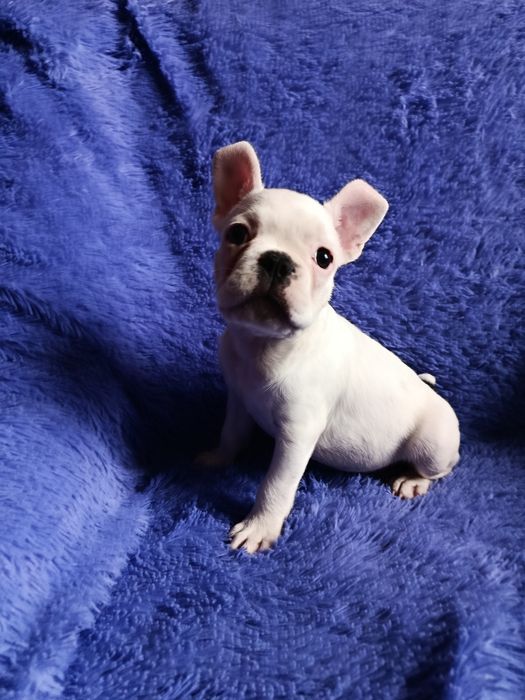 Французский бульдог