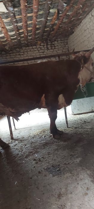 3 бас бұқа сатылады