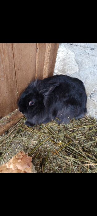 Vând iepurași cap de leu