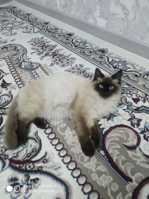 Mushuk yaxshi mushuk 7 oylik