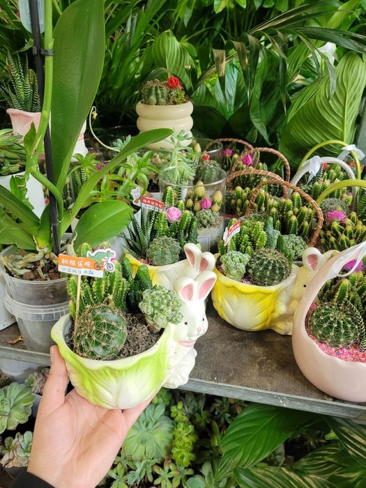 Кактусы. Композиции из суккулентов