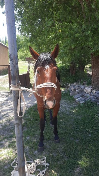 Ат сатылады!Айгыр сатылады!